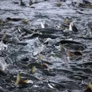 77 тыс. особей атлантического лосося запустили в водоемы Ленинградской области