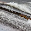 Росприроднадзор проконтролировал изучение краснокнижных рыб в Ленобласти