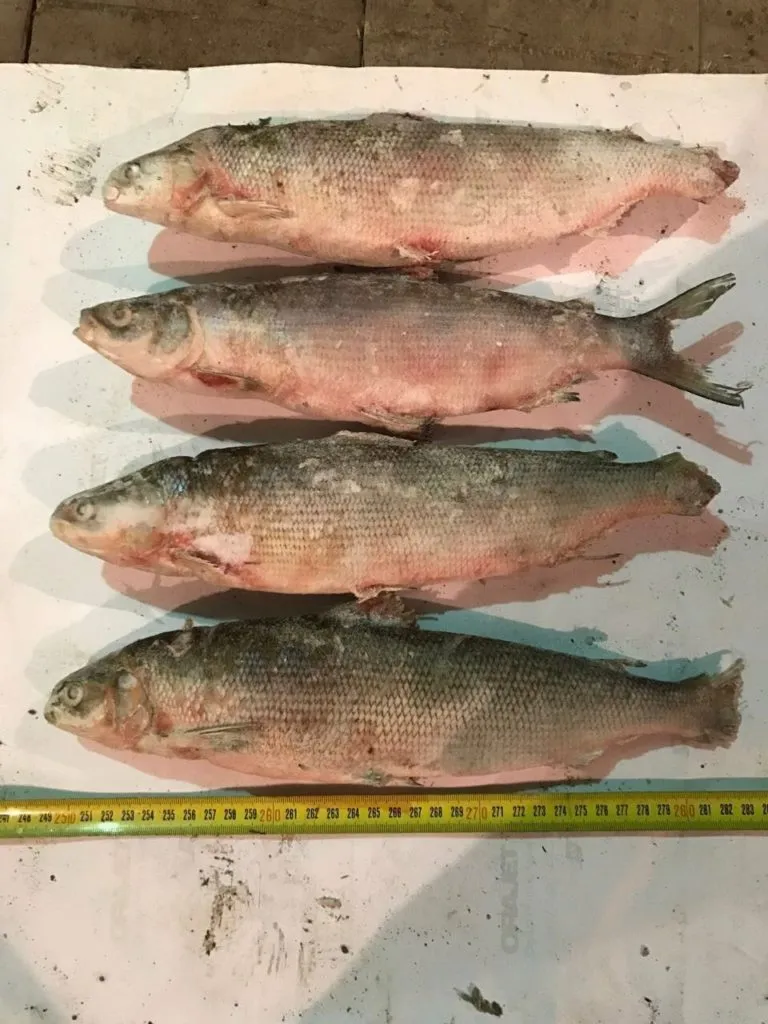 фотография продукта Северная рыба ЯНАО (чир, сырок, сиг)