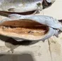 форель псг  0.4-0.8   кг в Новой Ладоге